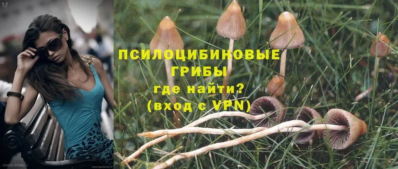 Галлюциногенные грибы Psilocybine cubensis  купить наркотики сайты  Хасавюрт 